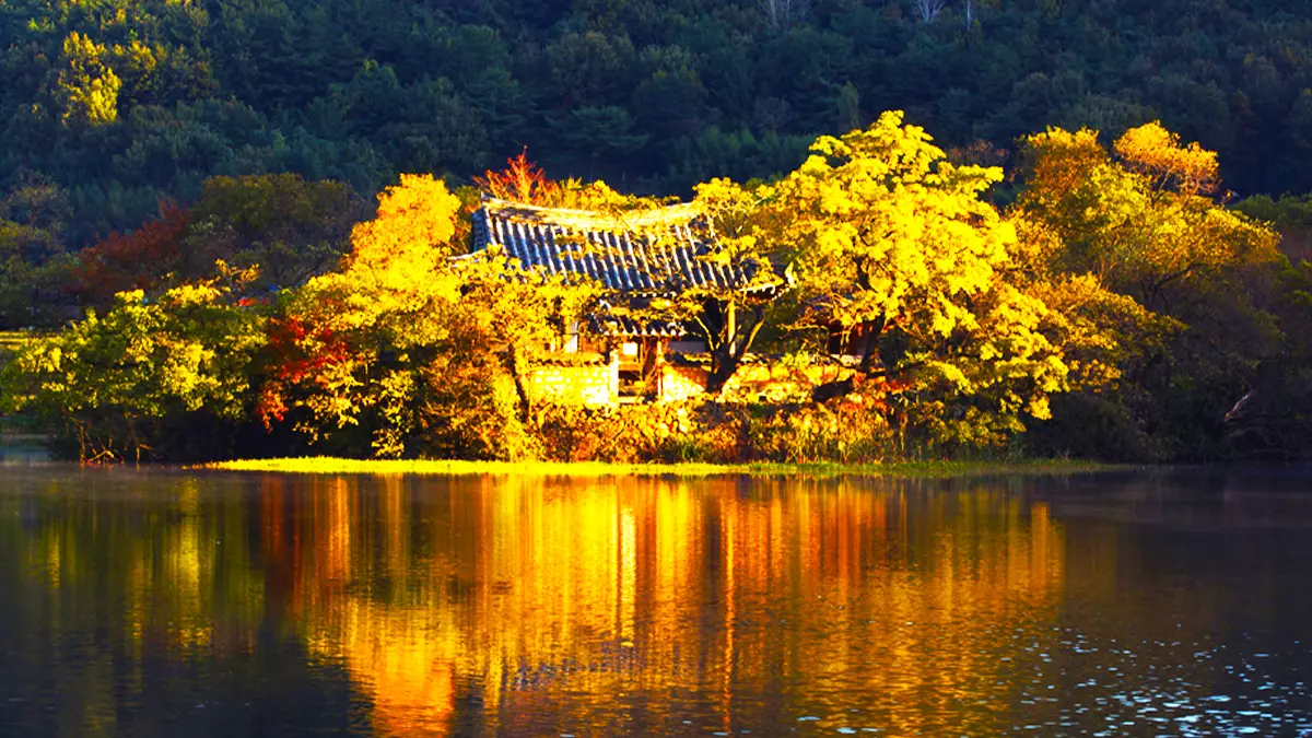 위양지 가을 풍경 위양지 가을 풍경