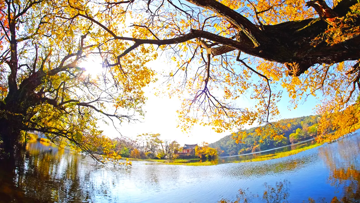 위양지 단풍나무 위양지 단풍나무