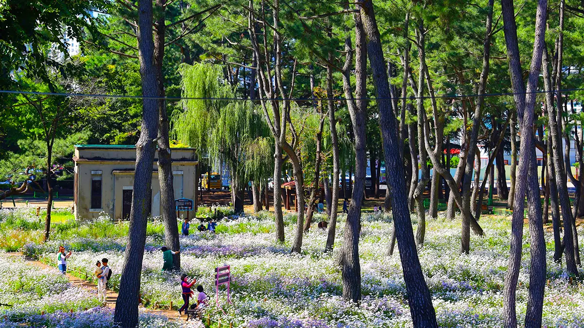 밀양 삼문동 송림공원 구절초 밀양 삼문동 송림공원 구절초