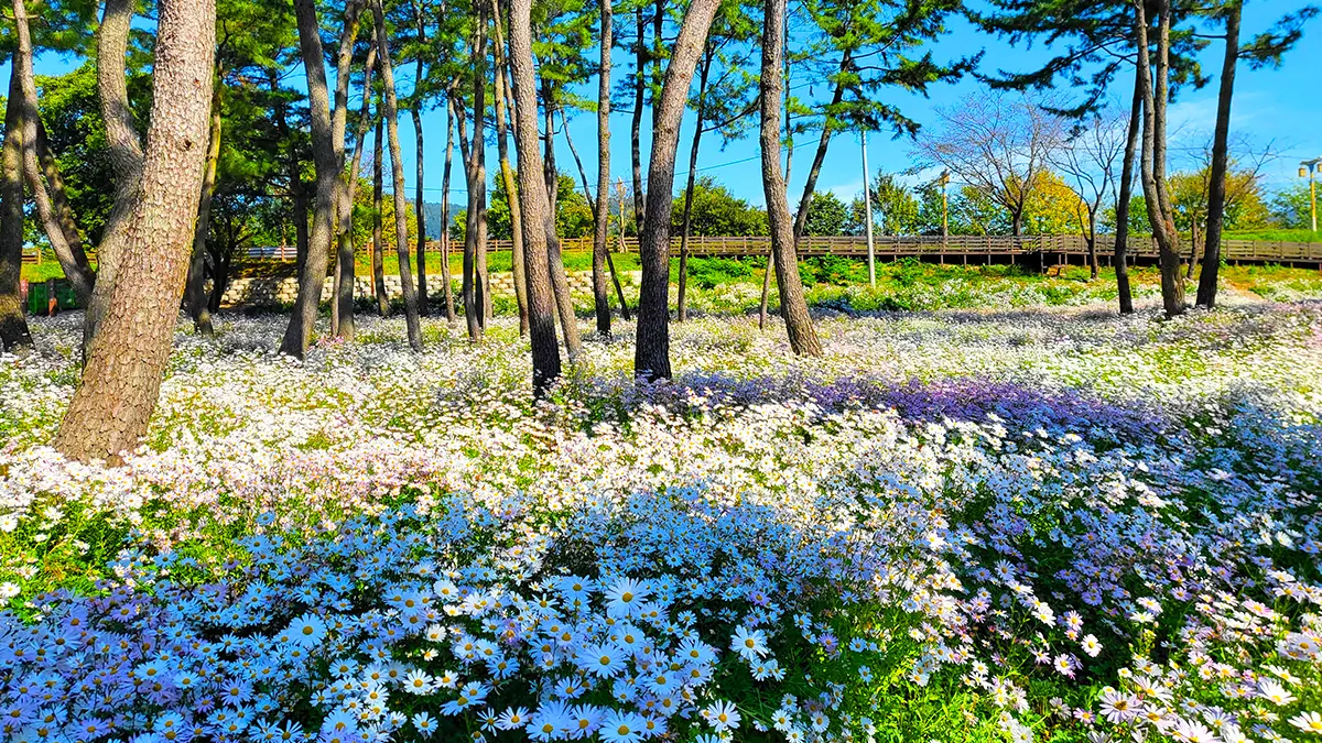 삼문동 송림공원 구절초 삼문동 송림공원 구절초