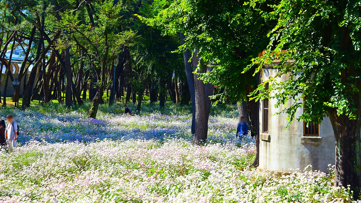 송림공원 구절초 송림공원 구절초