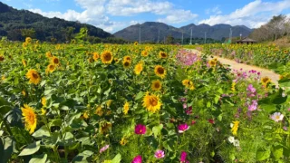 밀양 산외면 해바라기 꽃단지