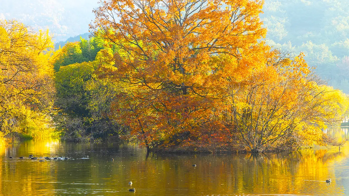 밀양 위양지 단풍 밀양 위양지 단풍