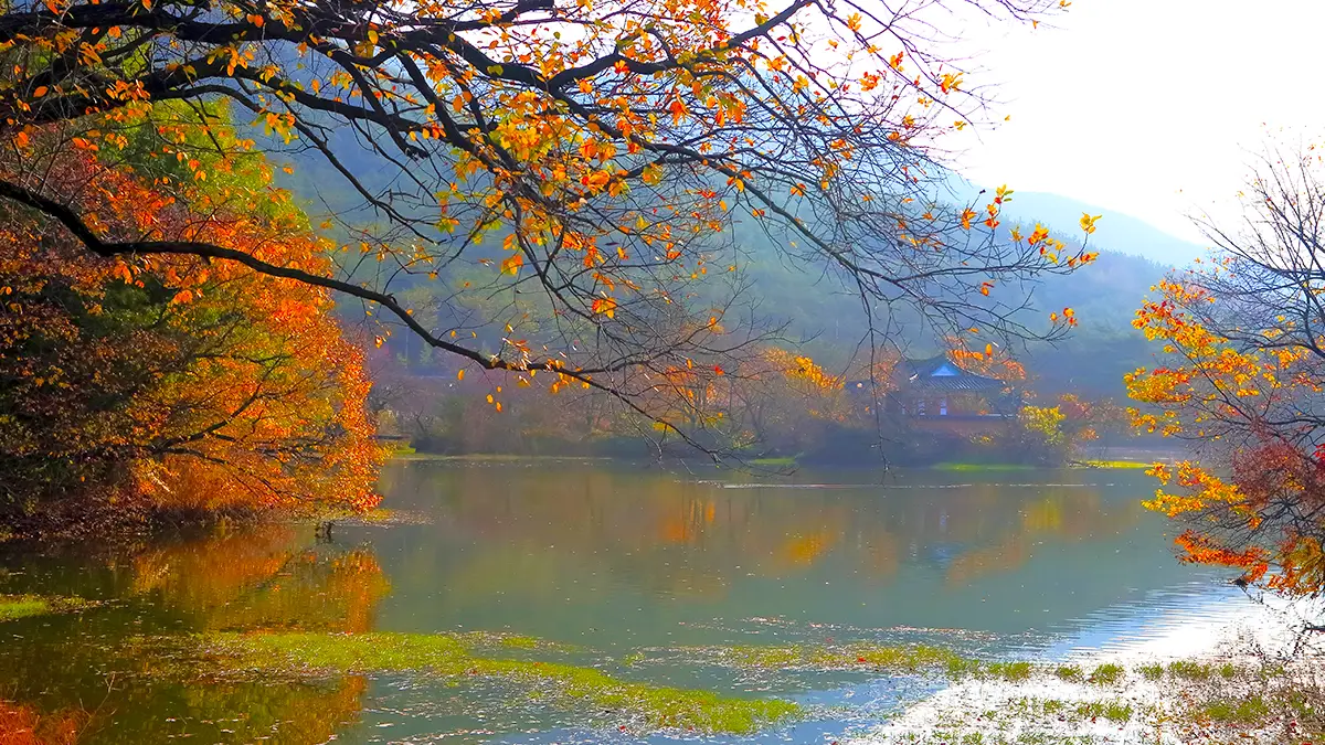밀양 위양지 가을 전경 밀양 위양지 가을 전경