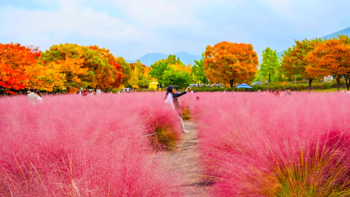 미사경정공원 핑크뮬리