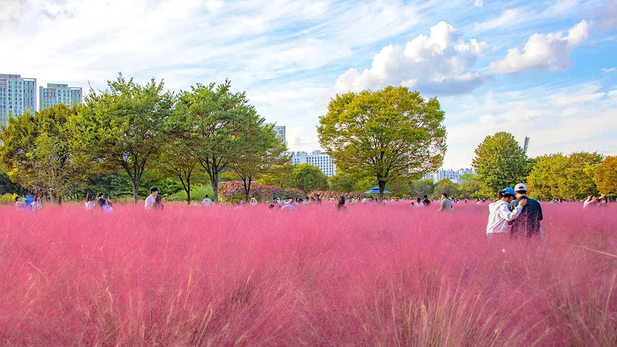 미사경정공원 핑크뮬리 미사경정공원 핑크뮬리