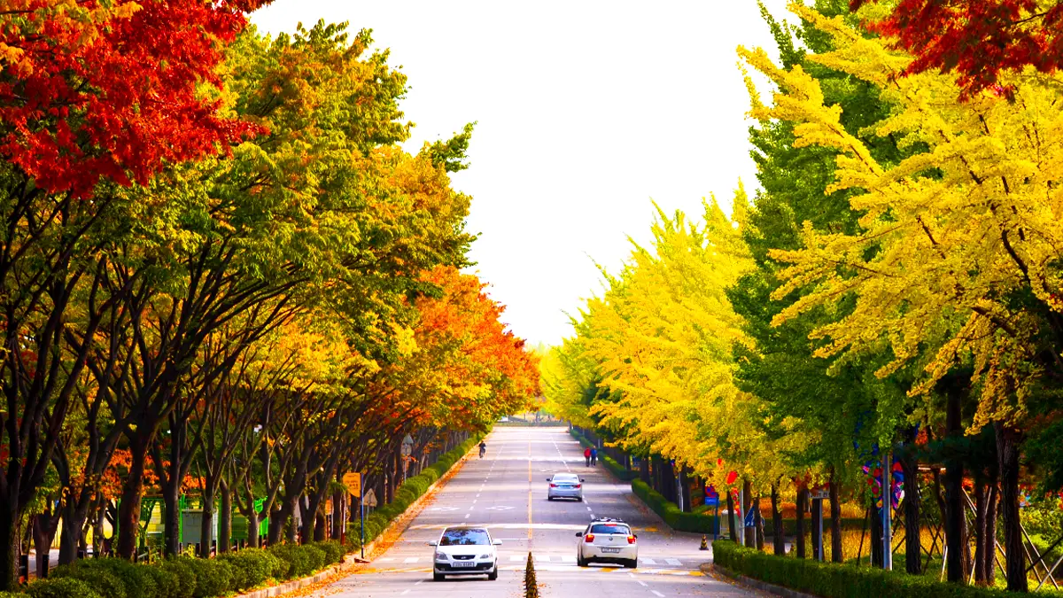 미사경정공원 단풍 미사경정공원 단풍