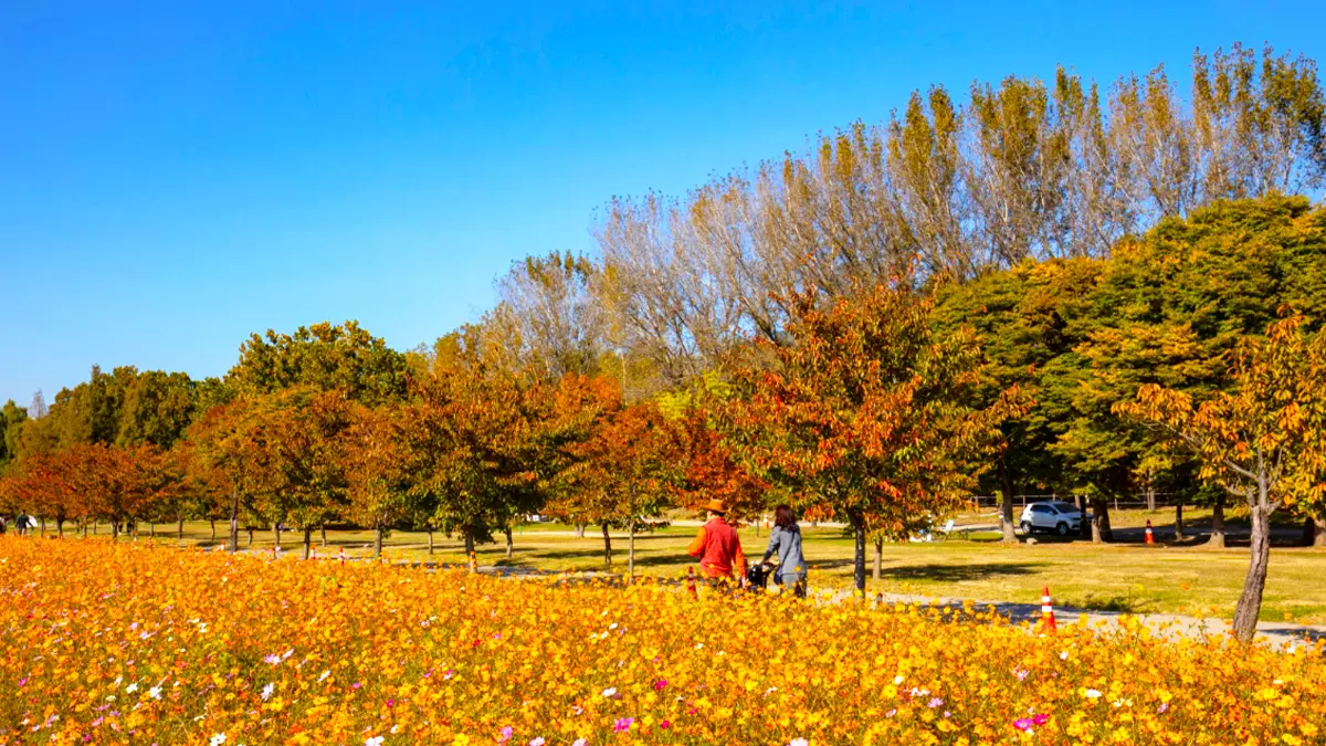 미사경정공원 황화코스모스 미사경정공원 황화코스모스