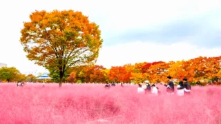 미사경정공원 핑크뮬리와 단풍나무