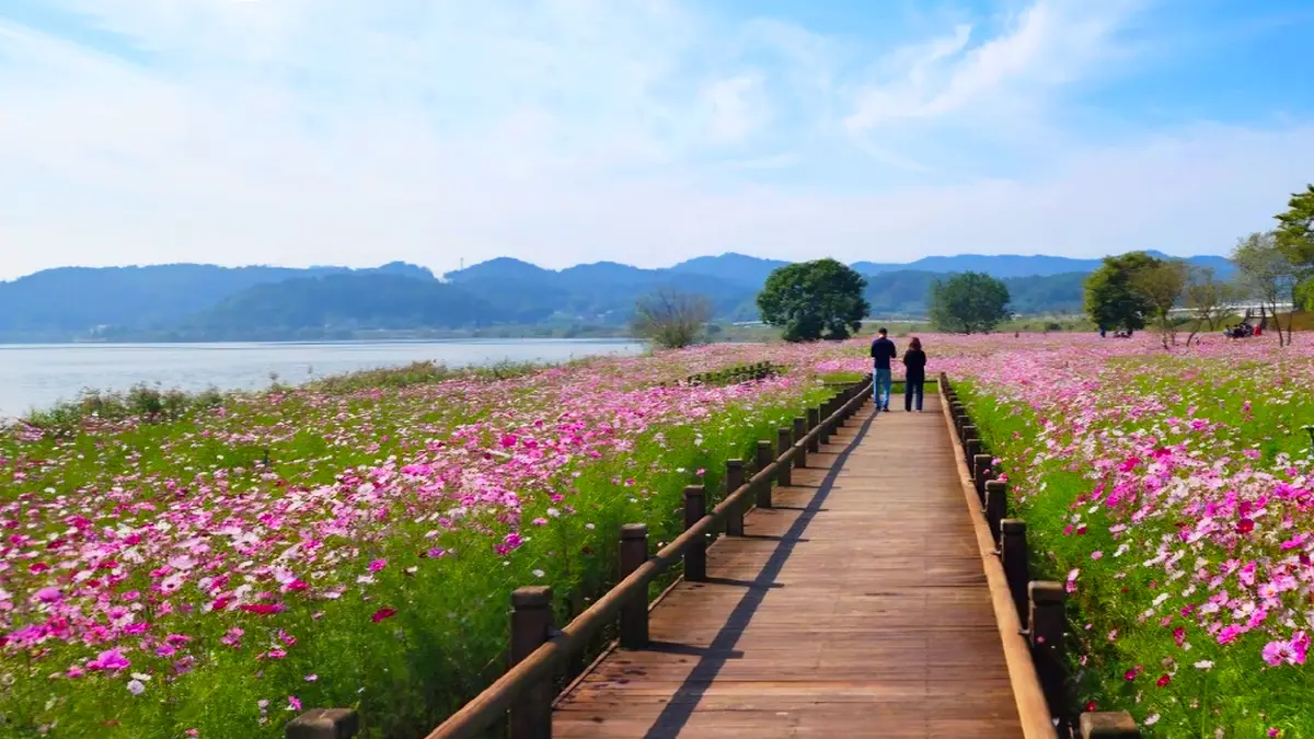 무안 식영정 코스모스길 무안 식영정 코스모스길