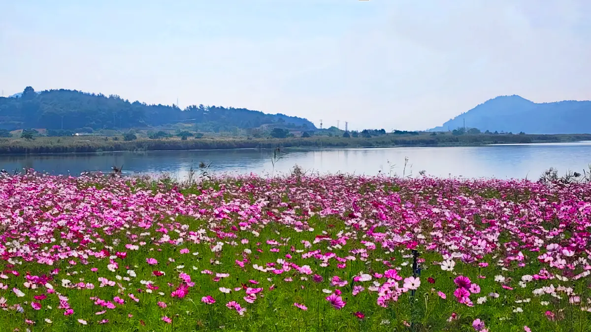 무안 식영정 코스모스 무안 식영정 코스모스