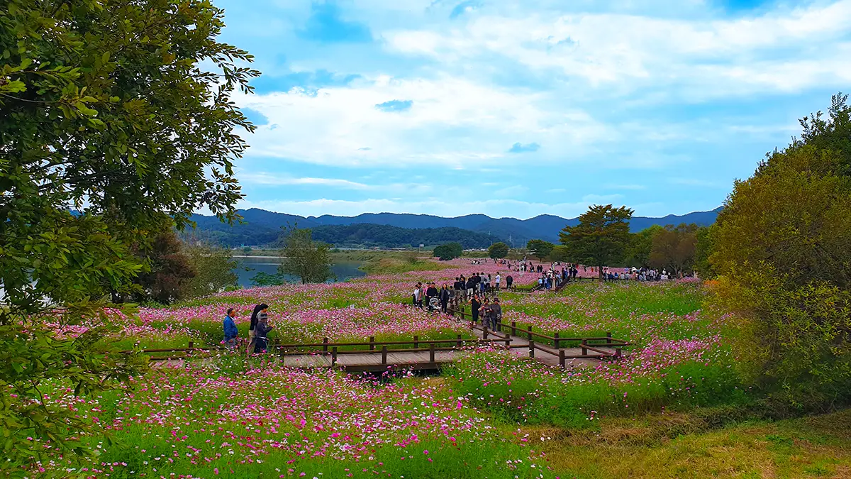 몽탄 식영정 코스모스 전경 몽탄 식영정 코스모스 전경