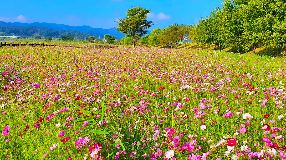 몽탄 식영정 코스모스 몽탄 식영정 코스모스