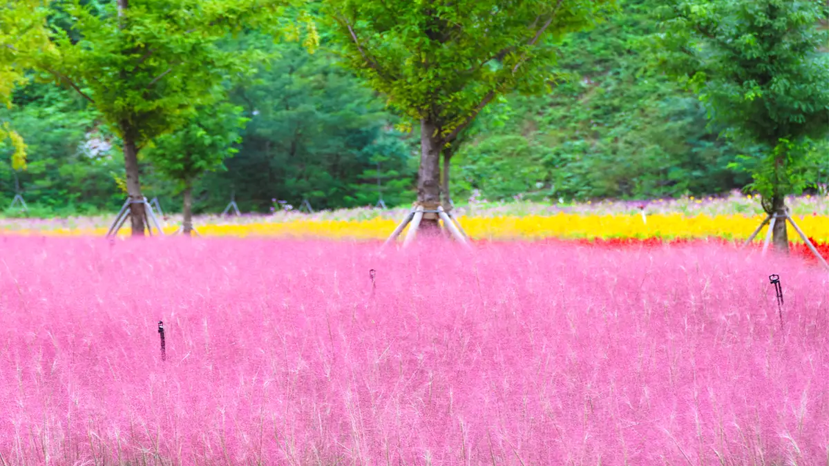 무릉별유천지 핑크뮬리 무릉별유천지 핑크뮬리