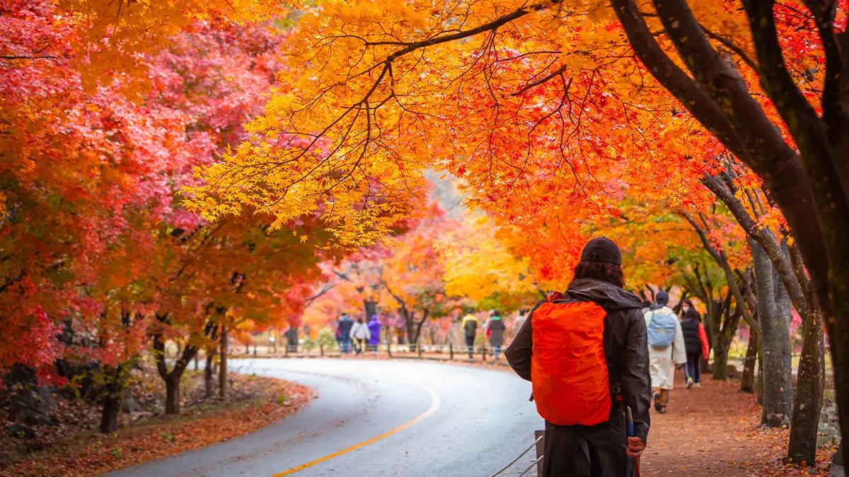 내장산 단풍 내장산 단풍