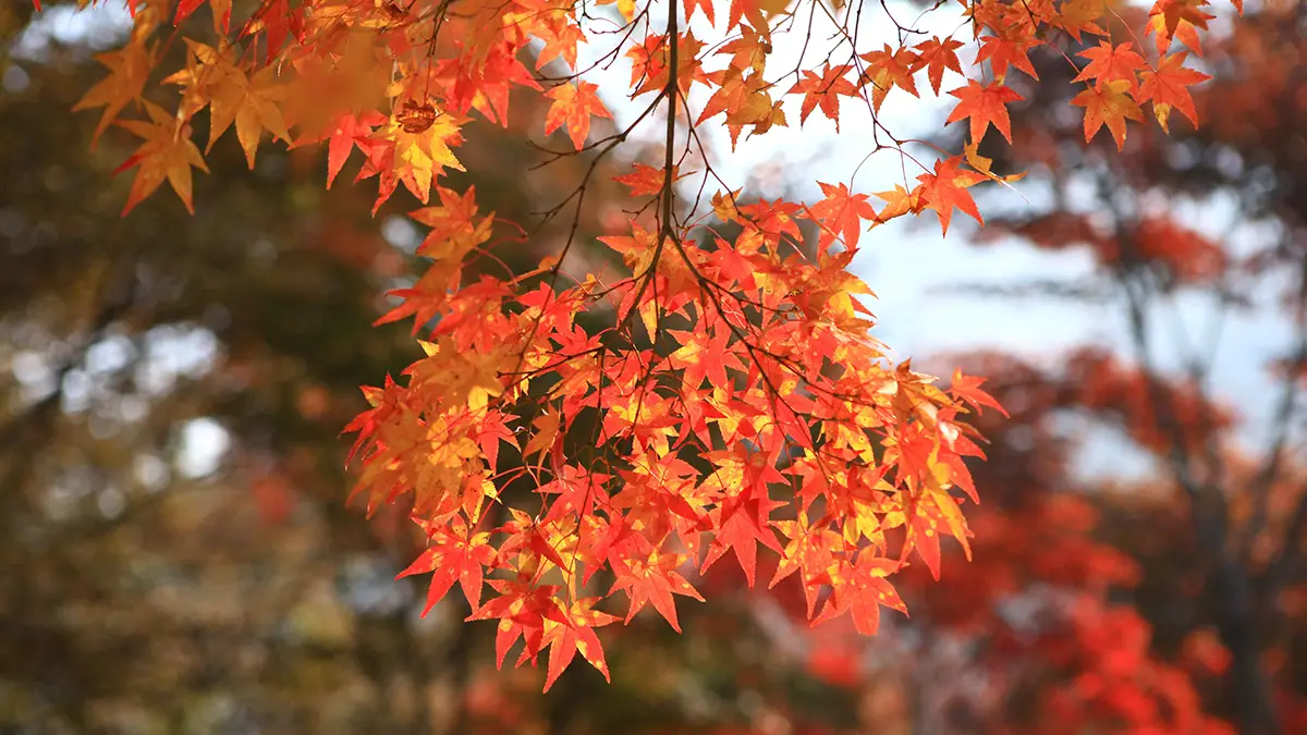 애기단풍 애기단풍