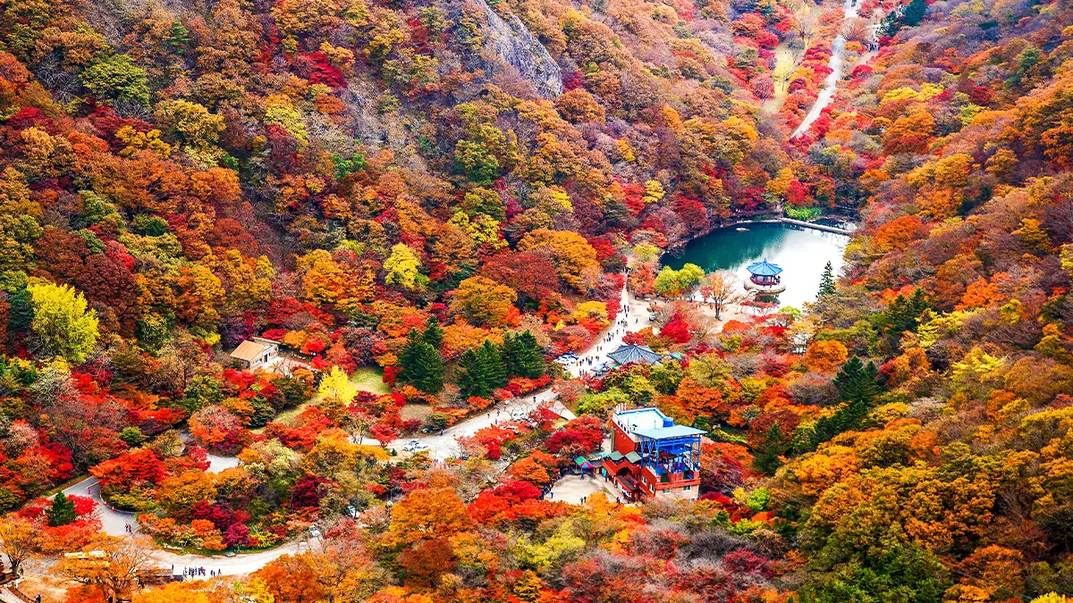 내장산 단풍 절경 내장산 단풍 절경