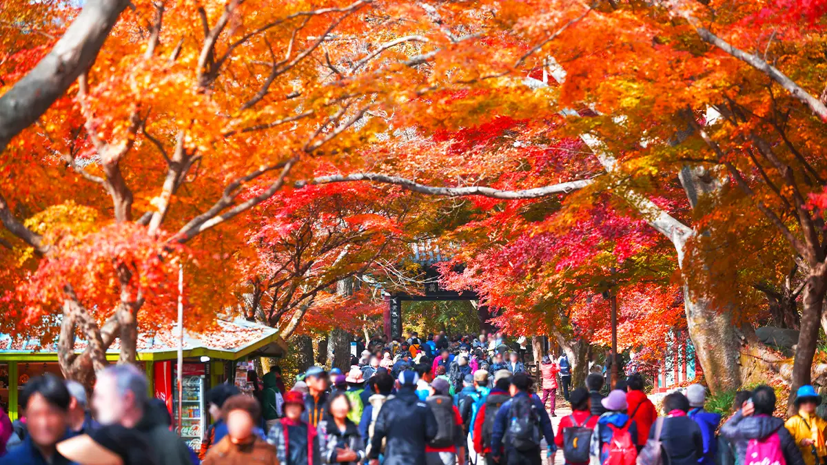 내장산 단풍