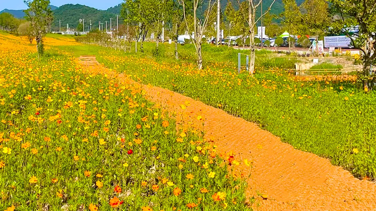 나주 영산강 코스모스