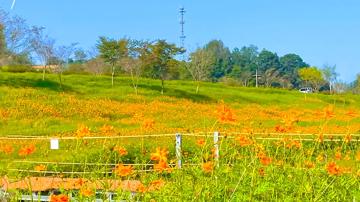 나주 영산강 코스모스 전경