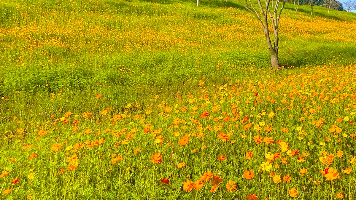 영산강 코스모스