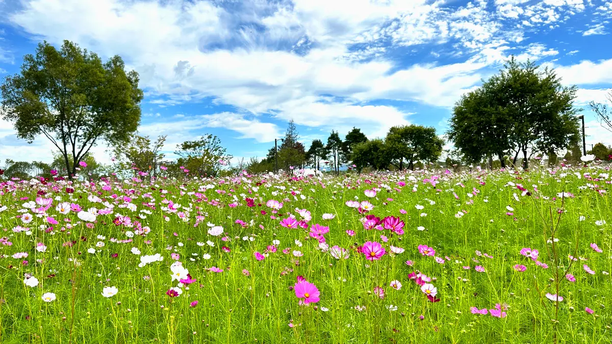 영산강정원 코스모스 영산강정원 코스모스