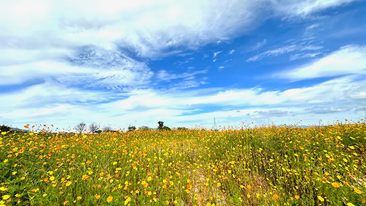 영산강정원 황화코스모스 영산강정원 황화코스모스
