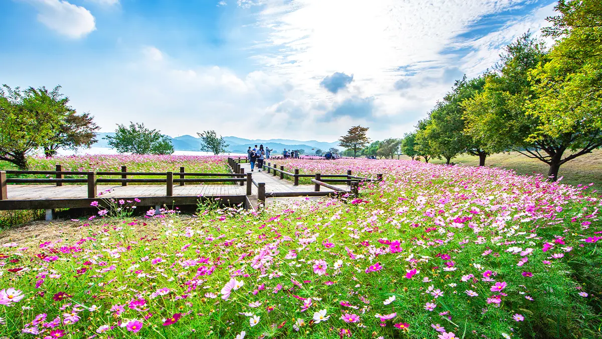 영산강정원 코스모스 모습 영산강정원 코스모스 모습