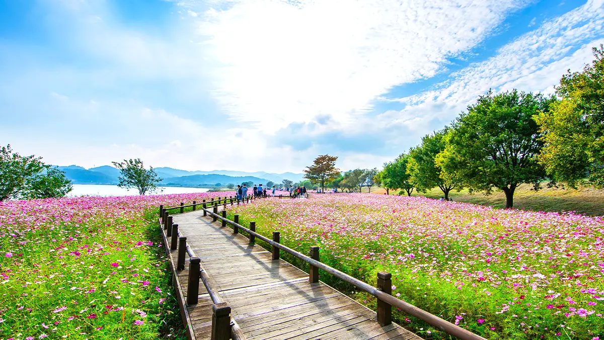 영산강정원 코스모스 풍경 영산강정원 코스모스 풍경