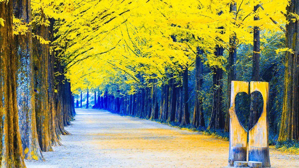 남이섬 은행나무길