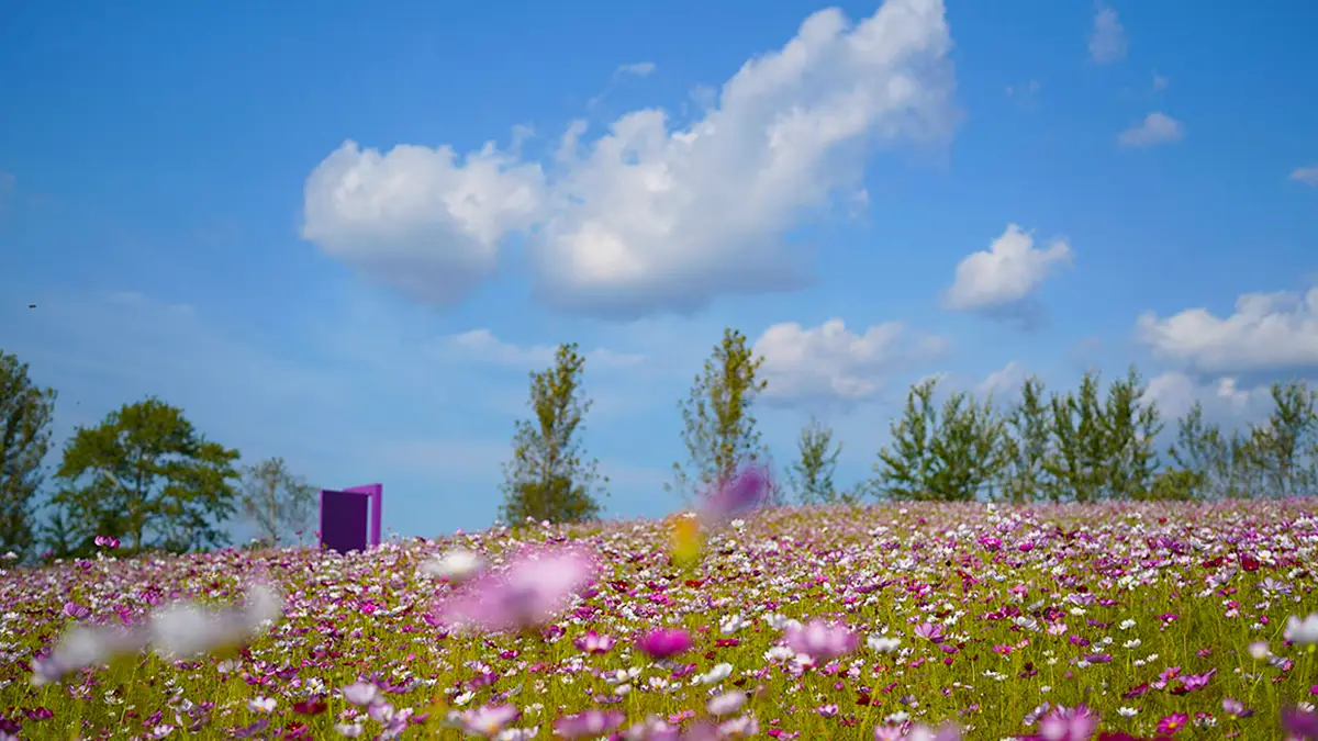 남원 지리산허브밸리 코스모스
