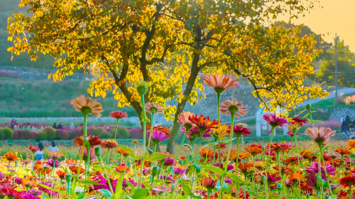 남원 신생마을 꽃단지