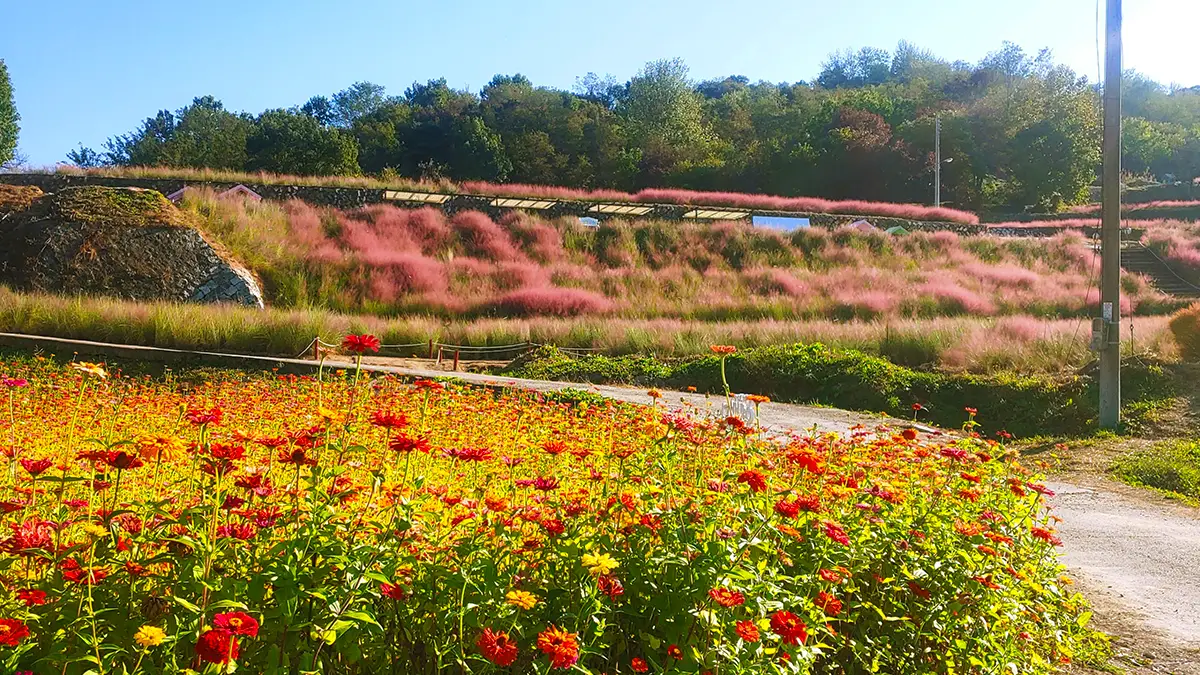 남원 신생마을 꽃단지 가을