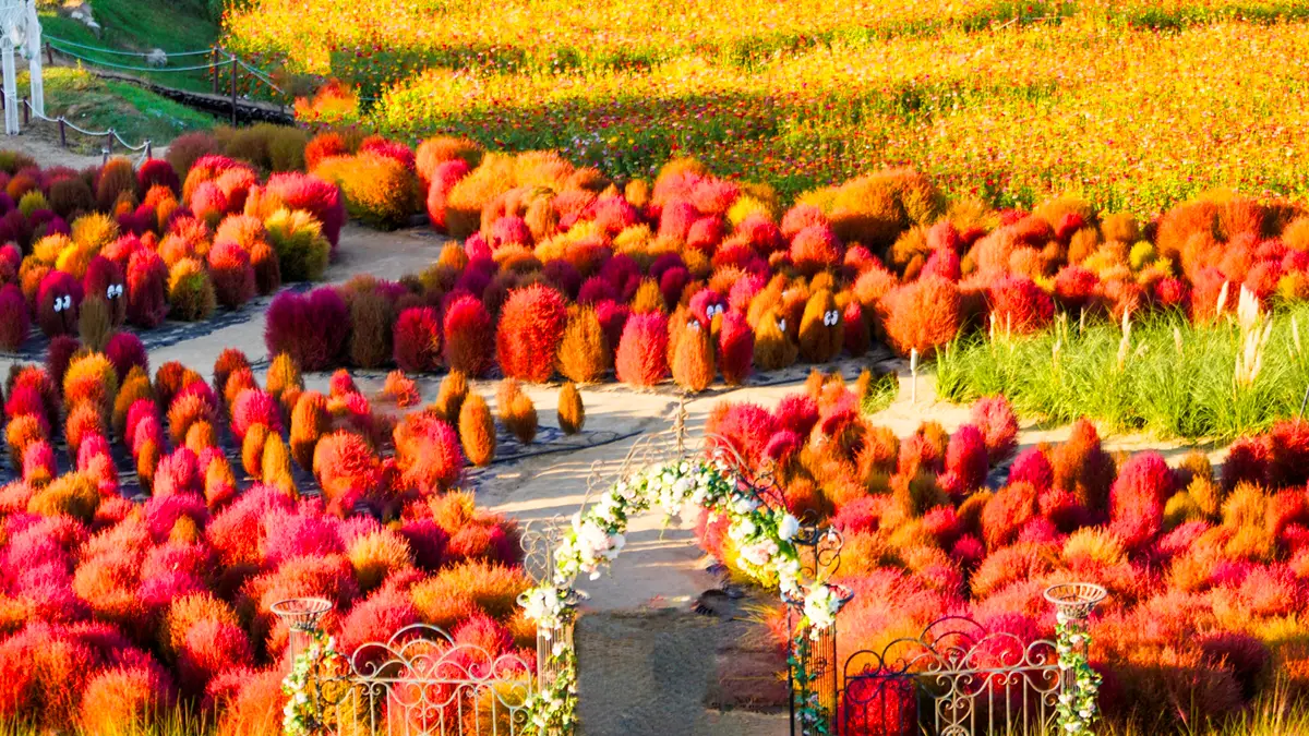 남원 신생마을 꽃단지 댑싸리