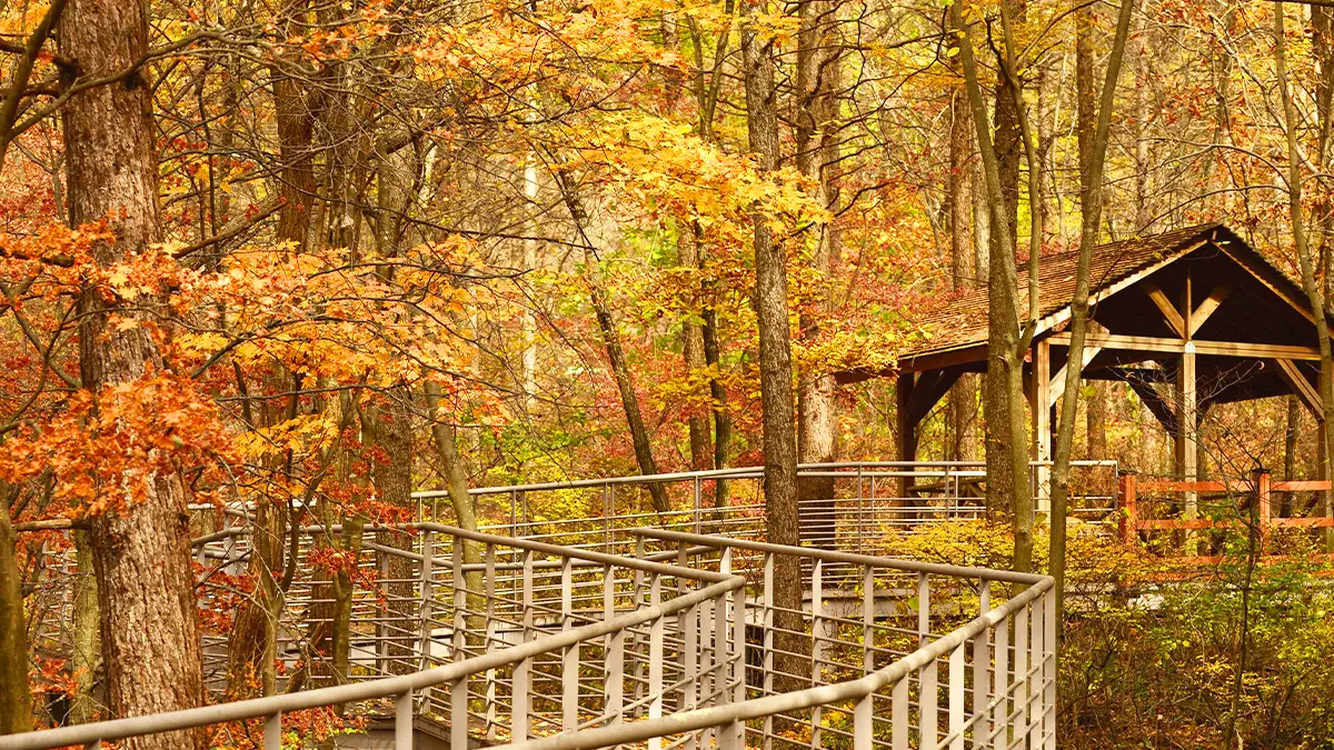 국립횡성숲체원 단풍 국립횡성숲체원 단풍