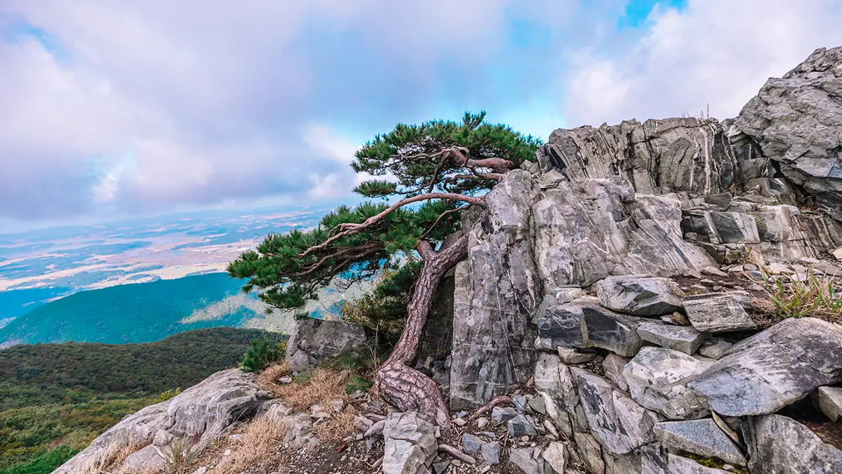 오서산 소나무 오서산 소나무