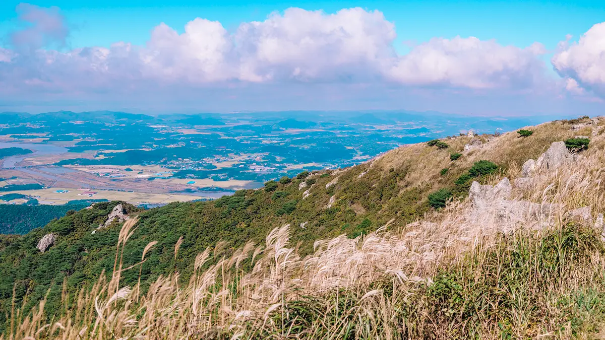 오서산 억새 오서산 억새