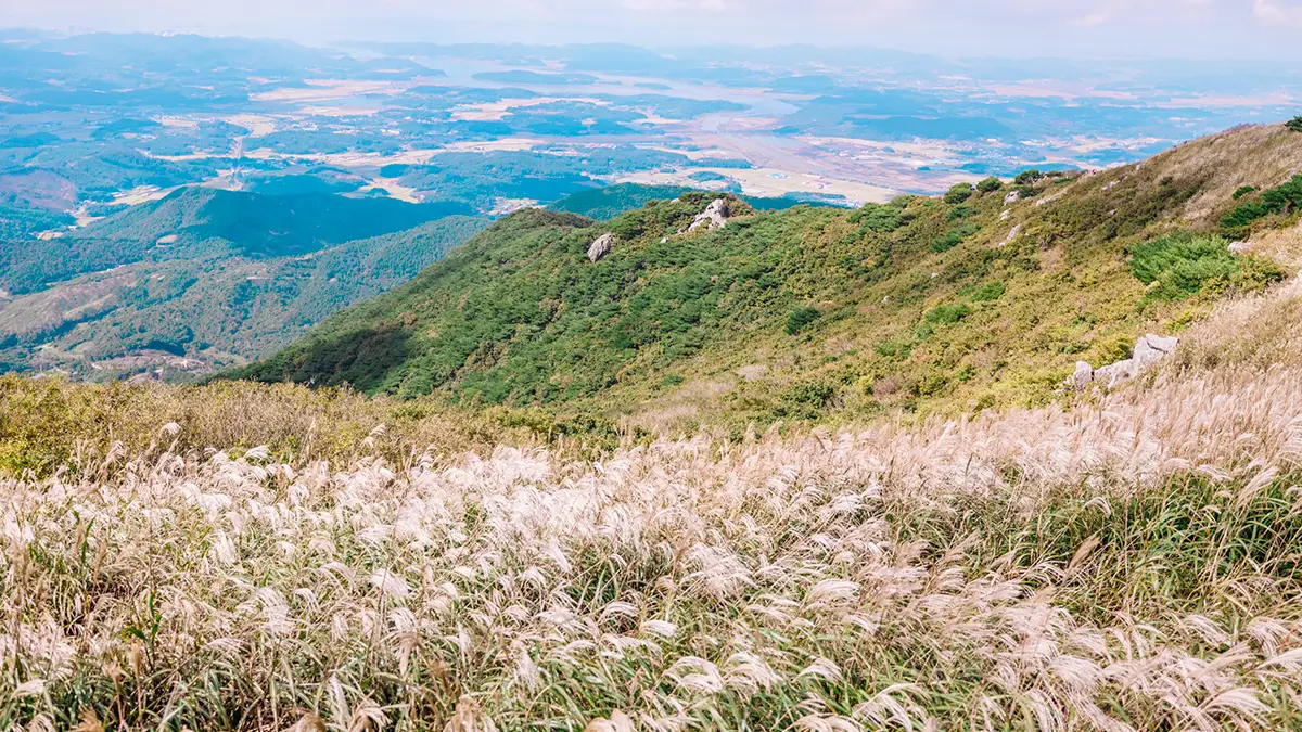 오서산 가을 억새 오서산 가을 억새
