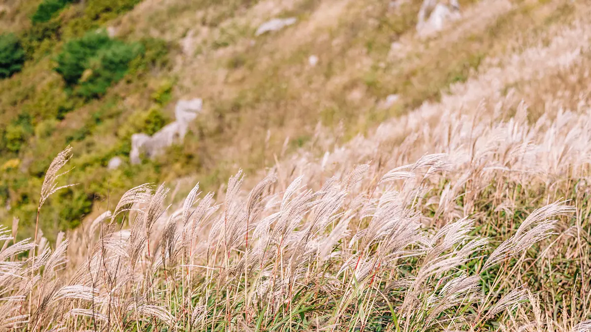 오서산 억새 명소 오서산 억새 명소