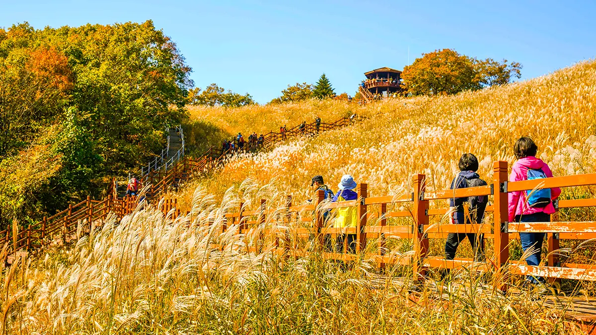 포천 명성산 억새