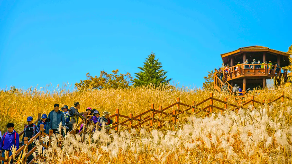 포천 억새 명소