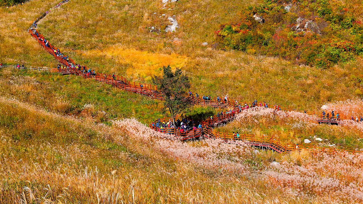 포천 명성산 억새 전경