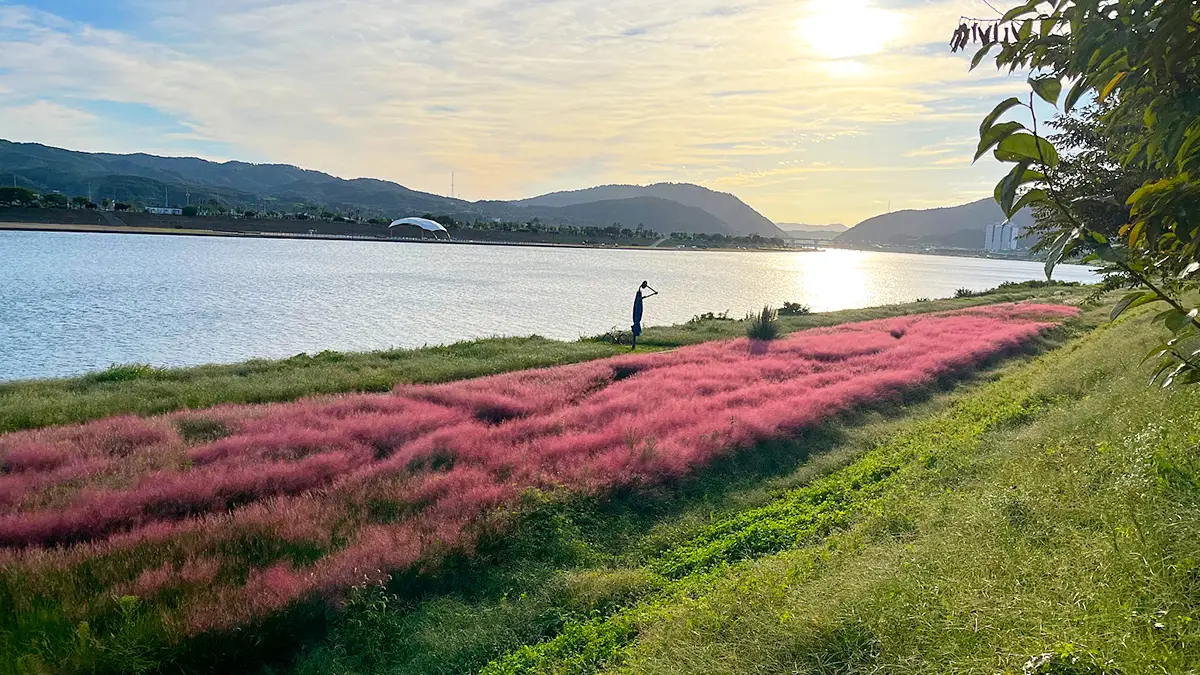 포항 형산강 핑크뮬리 포항 형산강 핑크뮬리