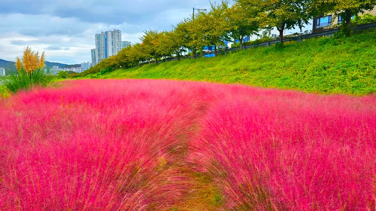 포항 핑크뮬리 포항 핑크뮬리