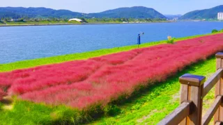 형산강 핑크뮬리