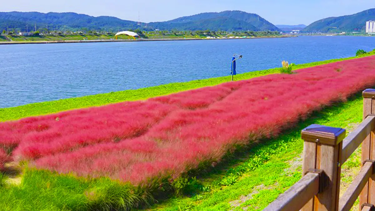 형산강 핑크뮬리