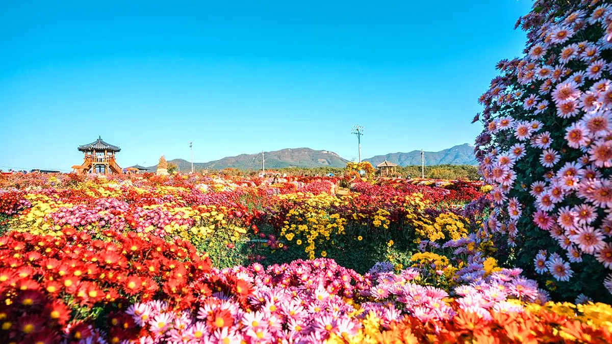 서산국화축제 국화 서산국화축제 국화