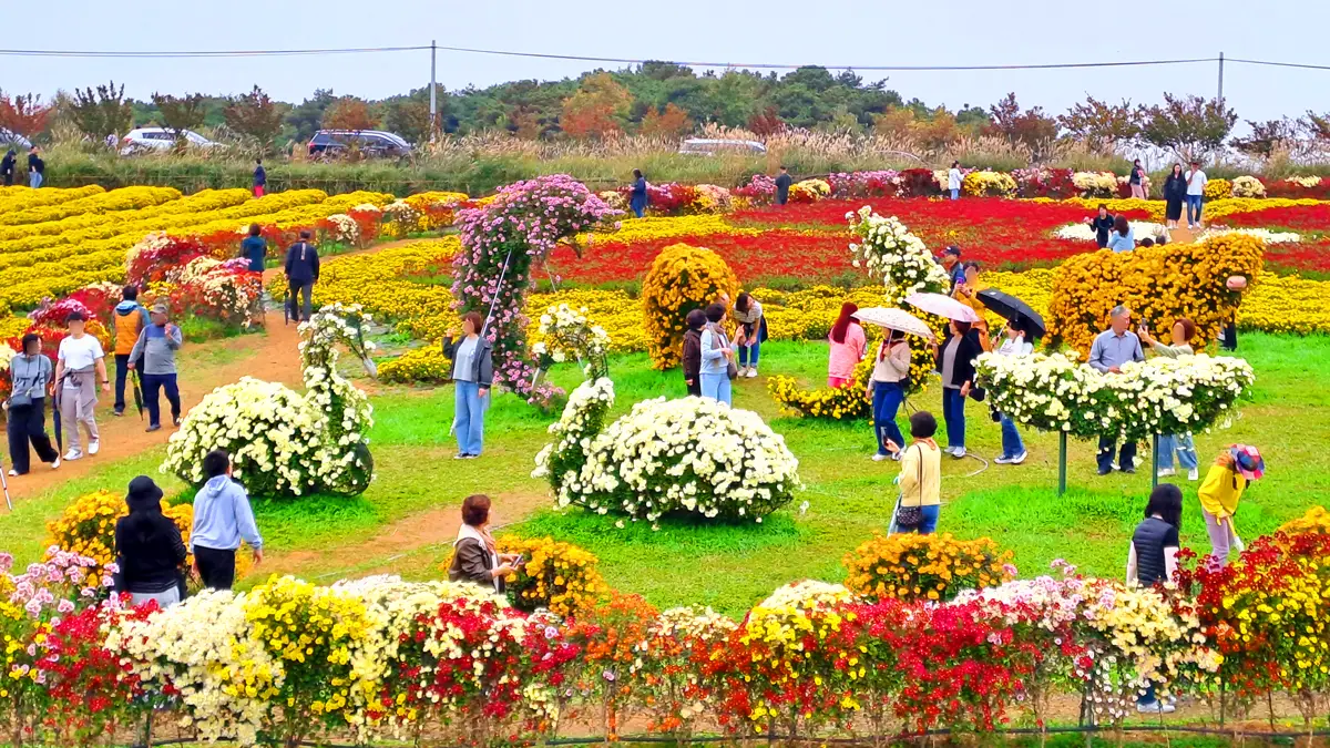 서산국화축제