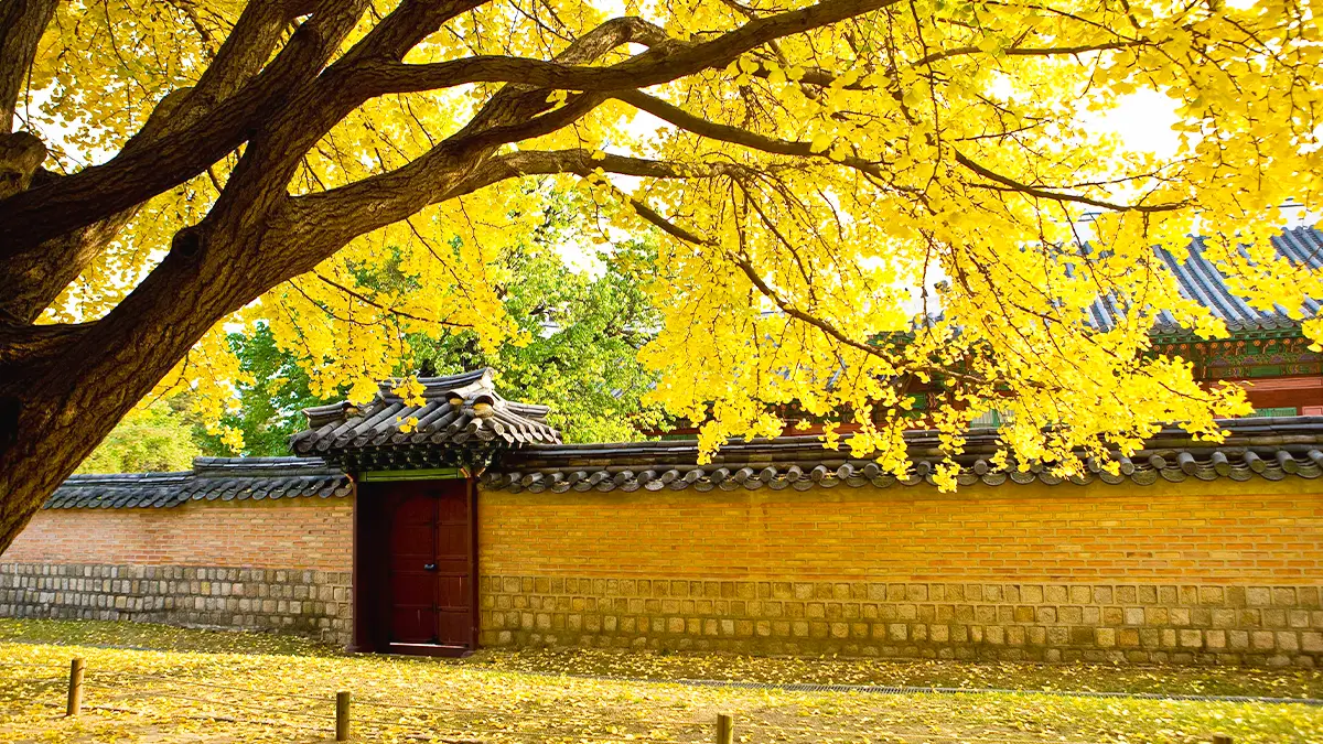 경복궁 은행나무 경복궁 은행나무
