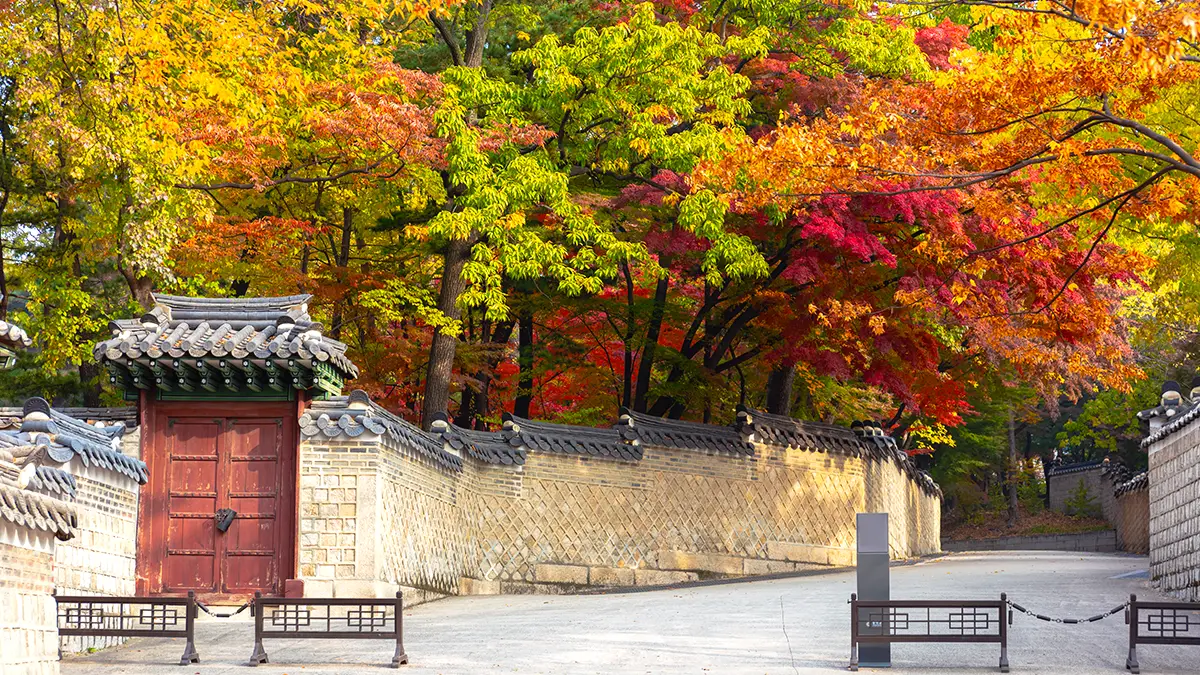 경복궁 가을 단풍 경복궁 가을 단풍